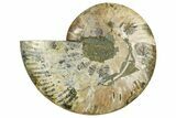 Cut & Polished Ammonite Fossil (Half) - Madagascar #362370-1
